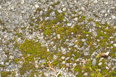 Didymodon