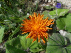 Crepis aurea