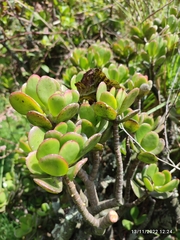Kalanchoe densiflora