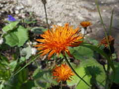 Crepis aurea