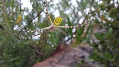 Argiope australis