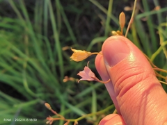 Wahlenbergia undulata