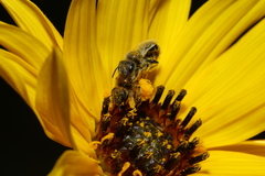 Perdita albipennis