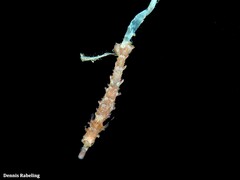 Hippocampus hippocampus