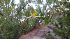 Argiope australis