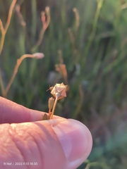 Wahlenbergia undulata
