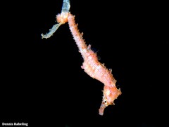 Hippocampus hippocampus