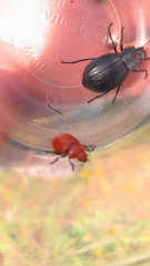 Leptinotarsa rubiginosa