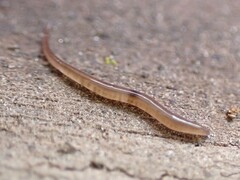 Rhynchodemus sylvaticus