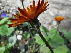 Crepis aurea