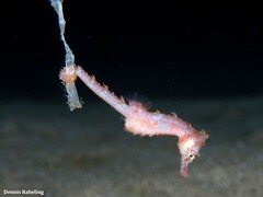 Hippocampus hippocampus