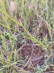 Wahlenbergia undulata