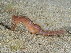 Hippocampus hippocampus