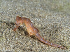 Hippocampus hippocampus