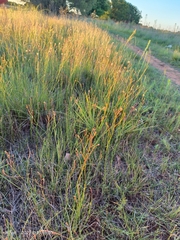 Wahlenbergia undulata