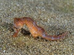 Hippocampus hippocampus