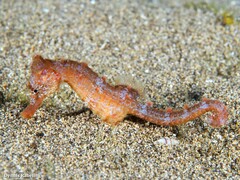 Hippocampus hippocampus