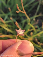 Wahlenbergia undulata