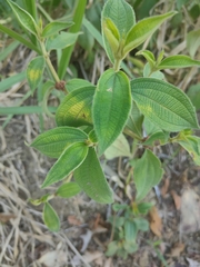 Miconia crenata