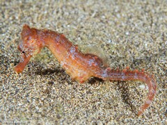 Hippocampus hippocampus