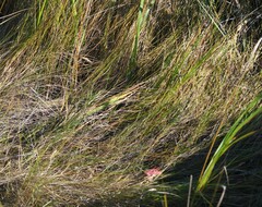 Sporobolus pumilus