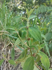 Miconia crenata