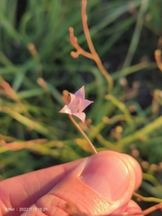 Wahlenbergia undulata