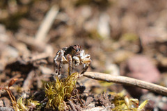 Aelurillus v-insignitus