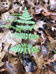 Dryopteris carthusiana