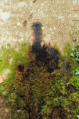 Nectriaceae