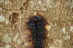 Nectriaceae