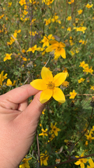 Bidens triplinervia
