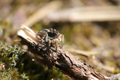 Aelurillus v-insignitus