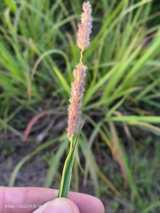 Anthephora pubescens