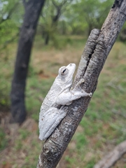 Chiromantis xerampelina