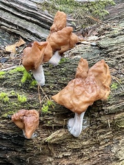 Gyromitra infula