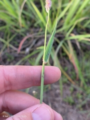 Anthephora pubescens