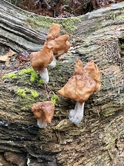 Gyromitra infula