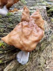 Gyromitra infula