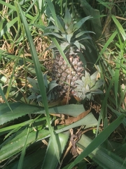 Ananas comosus