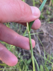Anthephora pubescens