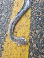 Psammophis brevirostris