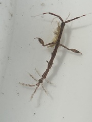 Caprella
