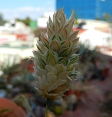 Phalaris canariensis