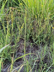 Anthephora pubescens