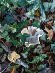 Clitocybe nebularis