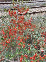 Pyracantha fortuneana