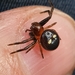 Marloth's Crab Spider - Photo (c) Debbie Taylor, some rights reserved (CC BY-NC), uploaded by Debbie Taylor
