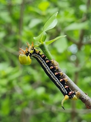 Cephonodes hylas virescens