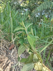 Miconia crenata